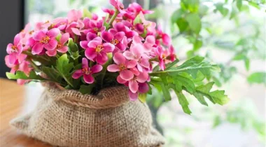 7 نصائح صحية من فن الفنغ شوي
