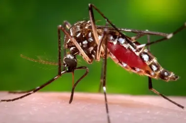 أخطر كائن على الإنسان وحقائق غريبة عن حشرة عمرها ملايين السنين