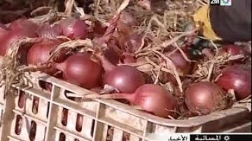 فلاحون يكشفون السبب الحقيقي لارتفاع أسعار البصل في الأسواق
