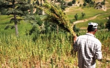خبير اقتصادي يتوقع الأرباح التي سيجنيها المزارعون بعد تقنين "الكيف"
