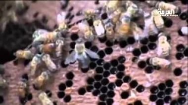 علماء يدرسون ما إذا كانت للنحل لغة خاصة