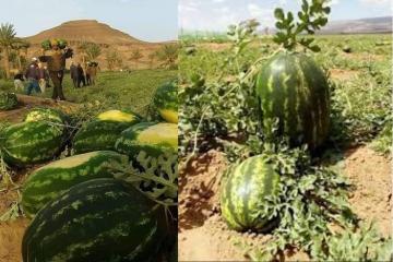 تفاديًا للإصابة والعدوى..مطالب بتوفير سكن لعمال و مزارعي الدلاح بالقرب من الضيعات بزاكورة