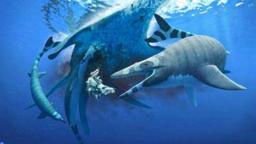 علماء يكتشفون لأول مرة نوعا جديدا من السحالي البحرية كان يعيش بالمغرب