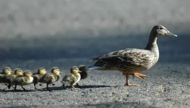 نفوق بطة يثير عاصفة غضب حول السيارات الذاتية في تكساس