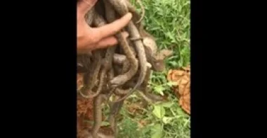 بالفيديو..رجل يضع يده في «عش أفاعي»