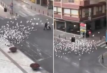 طيور جائعة تتعقب سيدة بحثا عن الطعام بعد فراغ الشوارع بإسبانيا بسبب كورونا
