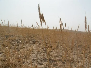 شح الأمطار بدأ يؤثر على الأسواق، غلاء في الخضر وفتح الباب أمام استيراد القمح