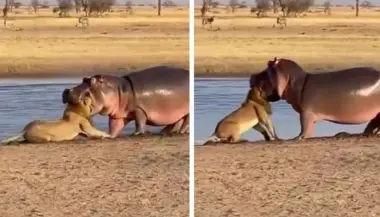 فيديو.. فرس نهر يُحكِم قبضته على أسد في مشهد صادم لا يُصدق