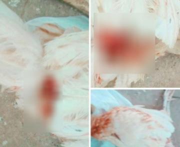 الكبت مايدير..حصلو مراهق اغتصب دجاجة بسلا و هذا رد فعل الساكنة