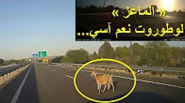 الماعز في لوطوروت بالمغرب !