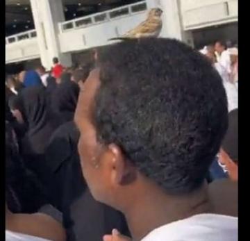 عصفور يقف على رأس معتمر أثناء طوافه بالكعبة (فيديو)