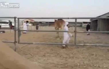 بالفيديو: جمل يستعرض مهاراته في لعب كرة قدم