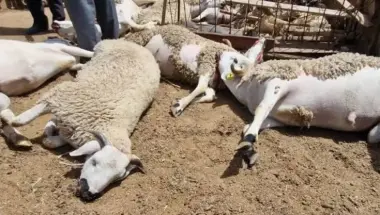مراكش: كلاب ضالة تهاجم قطيع أغنام وتتسبب في خسائر فادحة