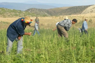المغرب يتصدر قائمة الدول المصدرة "للحشيش" حسب تقرير أروبي جديد