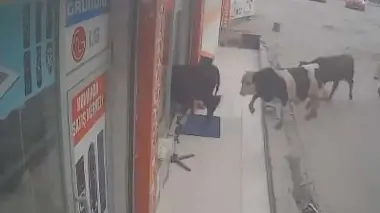 زوار غير متوقعين.. أبقار تثير الفوضى داخل محل أجهزة كهربائية بتركيا (فيديو)