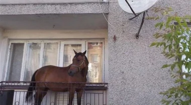 يضع حصاناً على شرفة منزله خوفاً من...