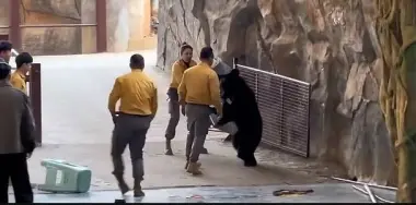 بالفيديو...دب يهاجم مدربه خلال عرض في حديقة سفاري