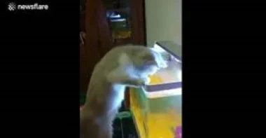 قطة تقفز داخل حوض لاصطياد سمكة (فيديو)