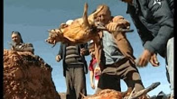 تقاليد جز الأغنام بطقوس واحتفالية خاصة بافران