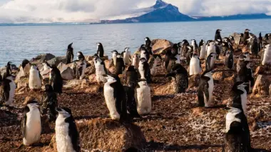 بطاريق القطب الجنوبي تنام آلاف المرات يومياً.. وكل غفوة لا تتجاوز 4 ثوان