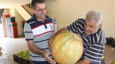 العثور على يقطينة وزنها 53 كغم جنوب لبنان