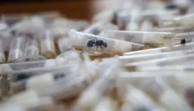 تهريب النمل النادر يكشف اتساع سوق خفية للحشرات عبر الحدود