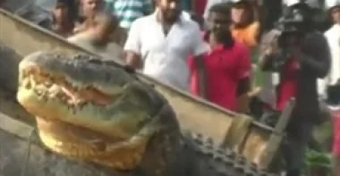 بالفيديو.. أهالي قرية يمسكون تمساحا هائلا ابتلع 3 رجال
