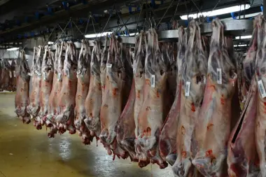 انفراج مؤقت.. أسعار اللحوم الحمراء تتراجع تدريجياً بأسواق الجملة والمهنيون يحذرون من "لهيب الصيف"