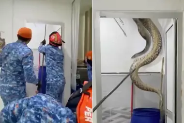 لحظة ظهور أفعى ضخمة داخل منزل هندي على نحو مفاجئ.. فيديو