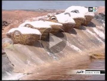 انتاج الكنز الأبيض بالصويرة‏