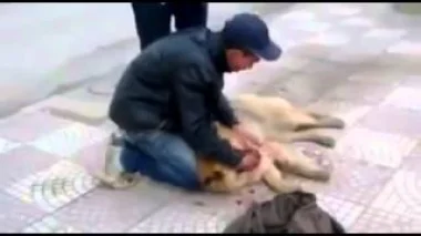 شاب جزائري يبكي بحرقة على كلبه بعدما صدمته سيارة