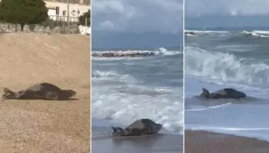 فقمة نادرة تثير جدلاً في مدينة إيطالية ودعوات لحمايتها من المتطفلين