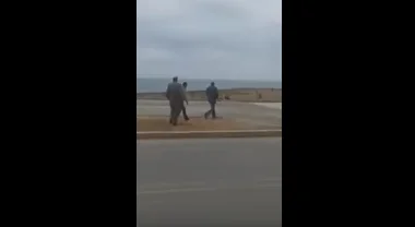 عملية قتل الكلاب الضالة بمدينة سلا