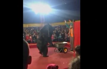شاهد: لحظة هجوم دب على مدربه خلال عرض في سيرك روسي
