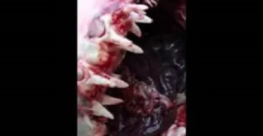 بالفيديو.. اصطياد سمكة قرش ضخمة هاجمت قاربًا بسواحل الإمارات