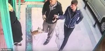 قطة تركية غاضبة تهاجم الرجال والكلاب فقط.. الأطفال والنساء في مأمن