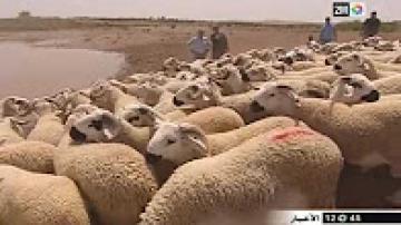 فيديو: "السردي" ... الكبش الذي يلقى اقبالا كبيرا في عيد الاضحى