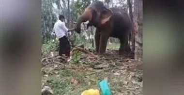 بالفيديو.. فيل ينتقم من رجل سكران حاول تقبيله