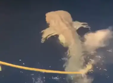 بالفيديو.... اصطياد قرش حوتي مهدد بالانقراض بطريقة وحشية بالبحر الأحمر يثير موجة غضب بمصر