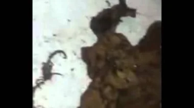شاهد ماذا وجد هؤلاء الأشخاص عندما تربصوا بمشعوذة