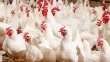 اختفى "نظام الطيبات".. عطلة الصيف و"العراسات" يرفعون أسعار الدجاج الرومي بدرهمين دفعة واحدة