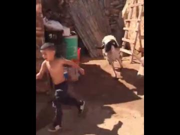 لقطة طريقة لكبش مذبوح ينطح طفلا صغيرا على طريقة زيدان‏