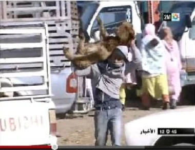 قطاع تربية المواشي  : صعوبات و تحديات 