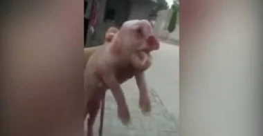 بالفيديو.. خنزير بوجه إنسان يثير ضجة في الصين
