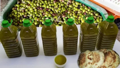 إرجاع زيت الزيتون المغربي من أوروبا .. رد رسمي من "أونسا"
