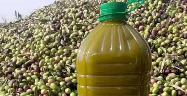 سينعكس ذلك على أسعار "زيد العود".. توقعات بتراجع غلة الزيتون إلى نصف كمية الموسم الفلاحي الفارط