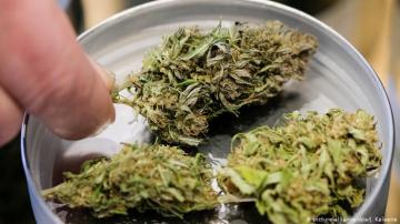 الشرطة الألمانية تجفف نبات القنب لاستخراج الحشيش منه