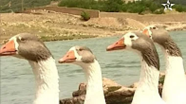 عندما يعبر الأطفال الصغار عن اعجابهم بـ "البطات و البطيطات"