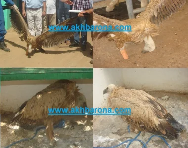 العثور على نسر نادر نواحي الجديدة والسلطة المحلية ومديرية المياه والغابات تدخلان على الخط