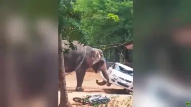 فيل غاضب يلعب بسيارة مثل كرة قدم ويتسبب في مصرع سائقها